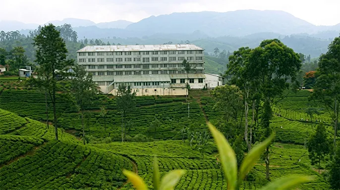 Tea factories